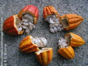 Propagation of Cacao Trees From Seed – Montoso Gardens