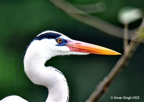 Grey Heron: Bare-part breeding plumage changes - Bird Ecology Study Group