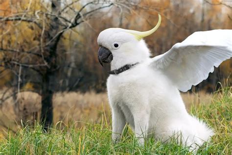 Cockatoo - cockatoos family Health diet personality intiligence care ...