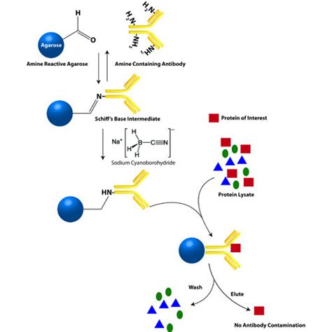 Immunoprecipitation Products For Immunochemical Techniques