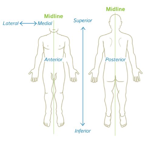 Gross Anatomy Glossary: Anatomical Orientation | Draw It to Know It