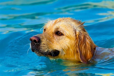 Premium Photo | Golden retriever swimming