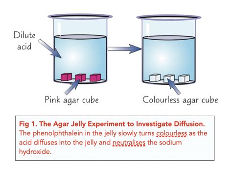 Investigating Transport Across Membranes (A-level Biology) - Study Mind