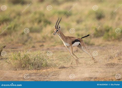 Male Thompson S Gazelle Running in Amboseli National Park, Kenya Stock ...