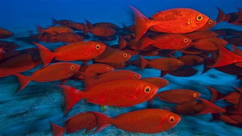 animals, Fishes, Tropical, Red, Color, Eyes, Underwater, Sea, Ocean ...