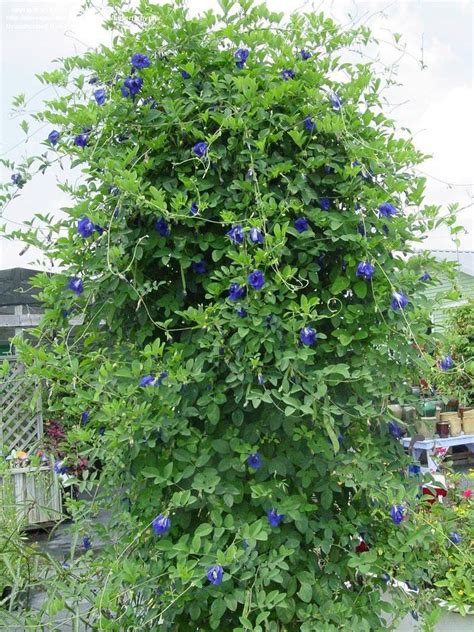 20 seeds Ceylon Blue butterfly pea seeds for planting seeds | Etsy