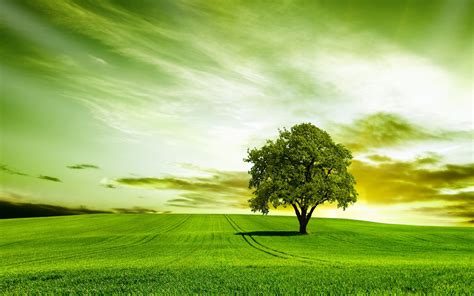 Green tree nature sky wallpaper | 2560x1600 | 454898 | WallpaperUP