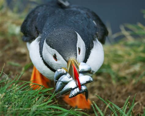 Pin di Glenna Kaye Ashley-Gotschall su puffins