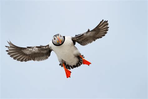 The Puffin in Iceland | Best time and places to see the Puffin in Iceland