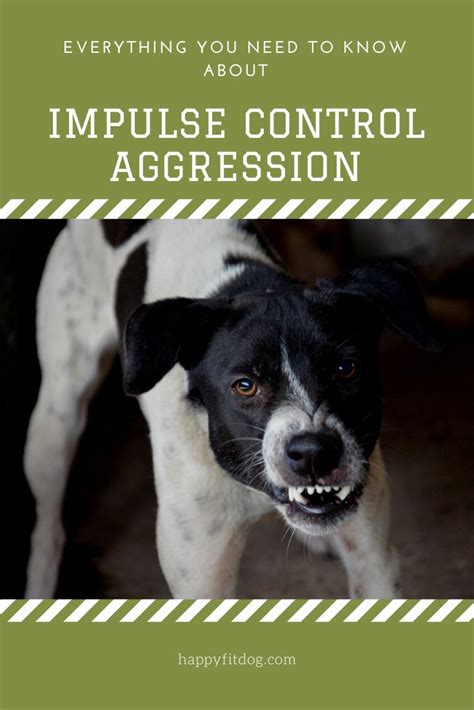 What is impulse control aggression? | Impulse control, Aggressive dog ...