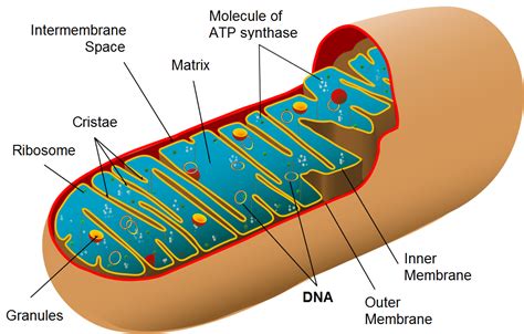 Internal Structure Of Mitochondria