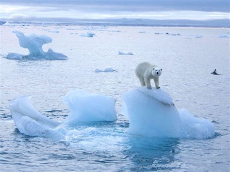 World famous explorer Sir David Hempleman-Adams 'saddened' by melting ...