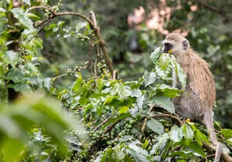 Monkey Poop Coffee: Unveiling the Mystique - Helena Coffee Vietnam