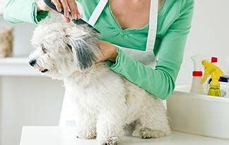 Top 5 Small Dog Grooming Tips | Small Dogs | Animal Planet