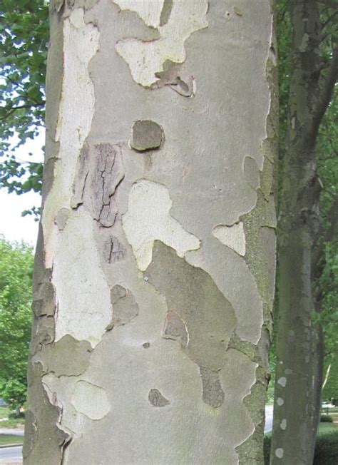 Bark - Tree Guide UK - Tree identification by type of bark