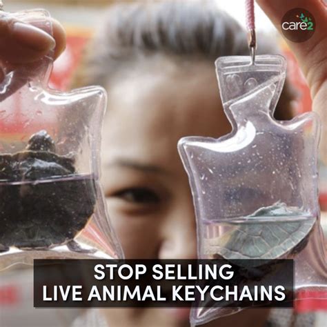 Sign the Petition: Make It Illegal to Sell Live Animals in Keychains and Mobile Phone Trinkets ...