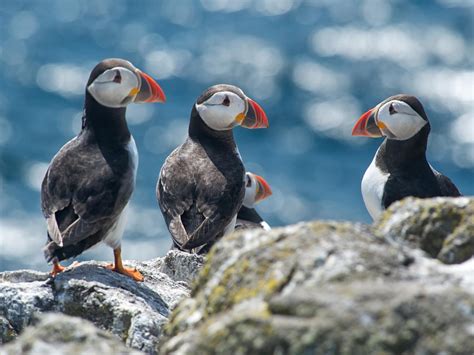 Pictures of puffins as they return to Scotland to breed