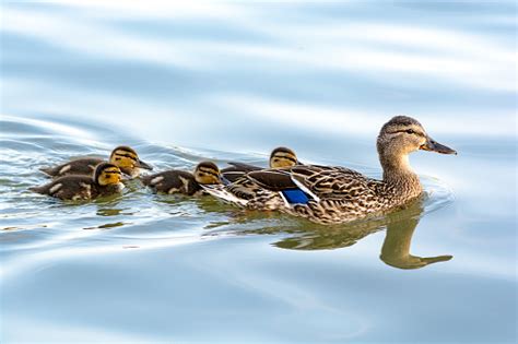 Duck Mother With Her Ducklings Swimming In Water Stock Photo - Download ...