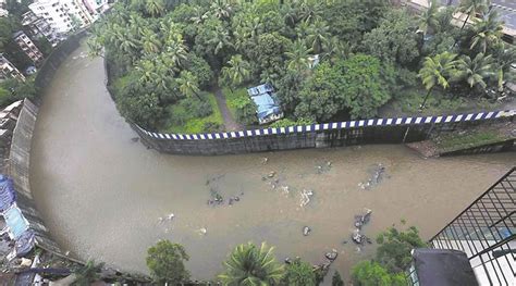 Carcasses in Dahisar river: Residents urge BMC to act against cowshed ...