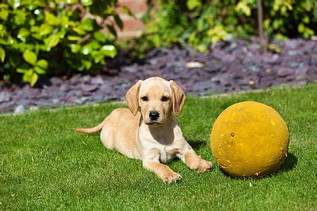 Free photo: puppy, golden retriever, ball, dog, pet, pets, one animal | Hippopx