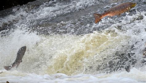 Is Acid Rain Harmful to Animals? | Sciencing