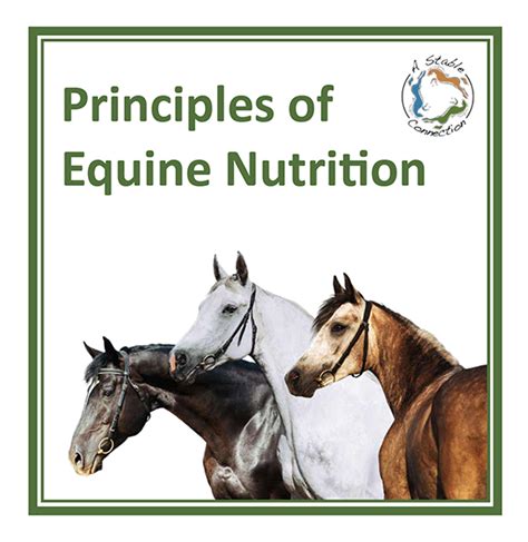 Equine Nutrition: A Stable Diet – A Stable Connection