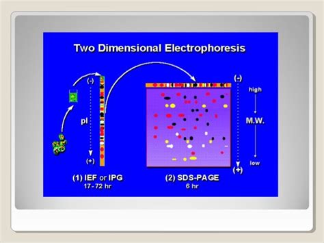 2 d gel electrophoresis