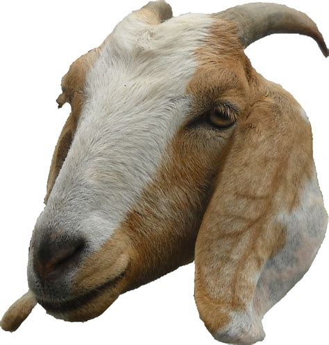 goat-head