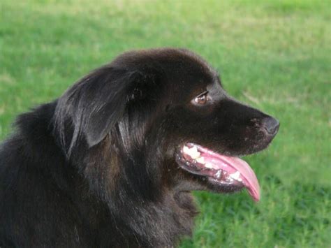 Newfoundland Big Black Fluffy Dog Breeds - Bleumoonproductions