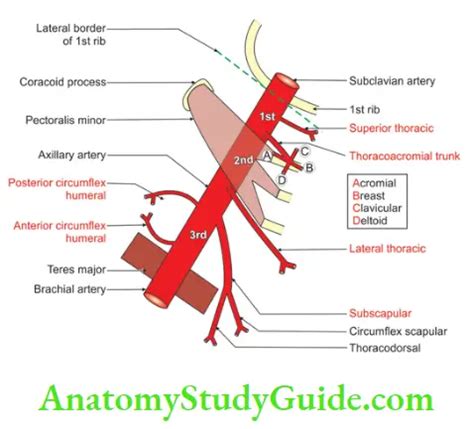 The Axilla Region Boundaries Walls Contents And Applied Anatomy - Anatomy Study Guide