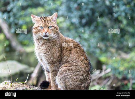 European wild cat Stock Photo - Alamy