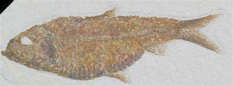 5.1" Knightia Alta Fossil Fish For Sale (#32700) - FossilEra.com