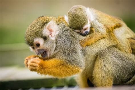 An early Christmas present as trio of baby squirrel monkeys arrive at ...