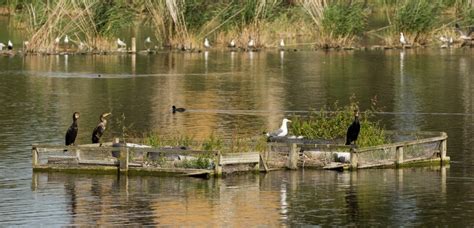 Woodberry Wetlands: A Nature Reserve in The Heart of London | Amusing Planet