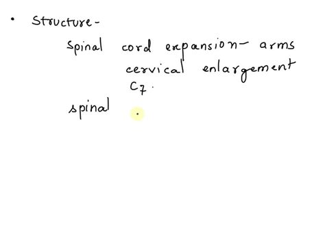 SOLVED: Which structure anchors the thecal sac and conus medullaris to ...