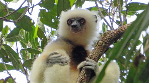 Silky sifaka monitoring at Marojejy National Park - The Lemur ...