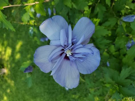 Rare Double Blue Hardy Hibiscus Seeds 6 Fresh 2021 Seeds - Etsy