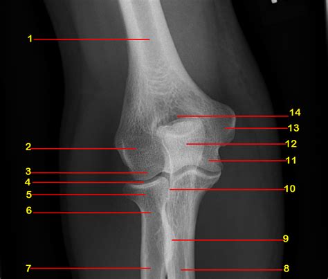 Elbow Anatomy