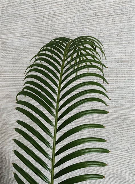 Indoor Green Leaf Plant · Free Stock Photo