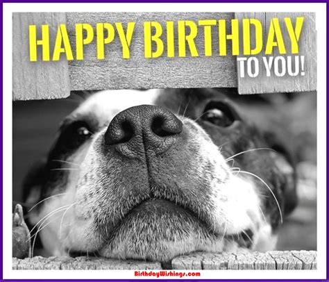 Funny Happy Birthday Memes With cats, Dogs & Funny Animals