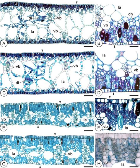 Leaf blade anatomy in cross-section (LM). A-D Pontederia azurea. E-H ...