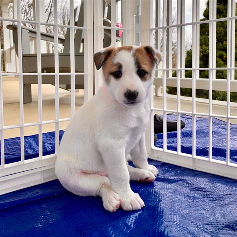 Canaan Dog Puppies - THE CANAAN DOG