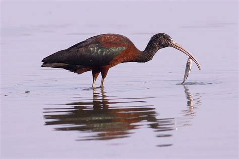 Bald ibis among wildlife driven to extinction in Syria and Libya | New ...