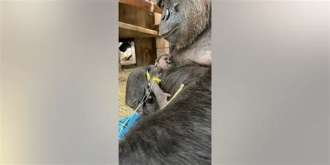 New addition at DC zoo: Baby gorilla is first to be born in five years ...