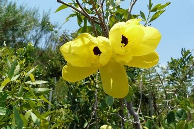 Bauhinia tomentosa – Lifestyle Seeds