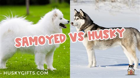 Samoyed vs Husky Differences: Which Dog Is Better?