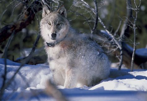 Free yellowstone national park wolf snow animal - Image