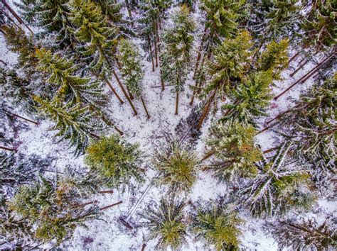 Birds eye view of the forest - Drone Photography