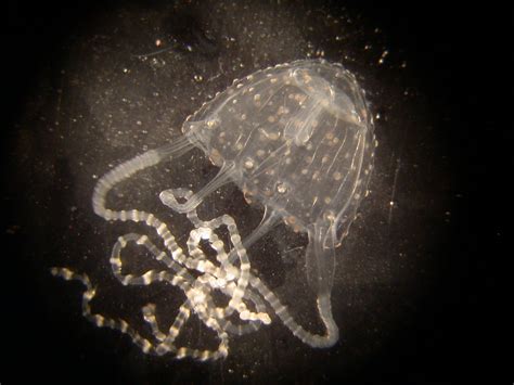 An adult Irukandji jellyfish (Carukia barnesi) that periodically ...