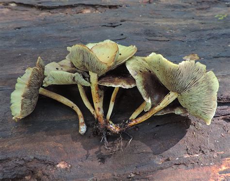 hypholoma-fasciculare-by-adam-haritan | Western Pennsylvania Mushroom Club